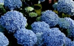 Big Daddy Hydrangea - 1 Gallon Pot 11 Big Daddy Hydrangea - 1 Gallon Pot -Outdoor Garden Store Hydrangea Big Daddy 1