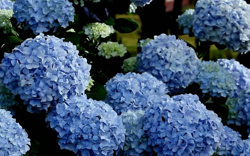 Big Daddy Hydrangea - 3 Gallon Pot 7 Big Daddy Hydrangea - 3 Gallon Pot - Image 5