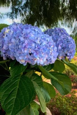 Big Daddy Hydrangea - 3 Gallon Pot 10 Big Daddy Hydrangea - 3 Gallon Pot -Outdoor Garden Store Hydrangea Big Daddy 500x750 3