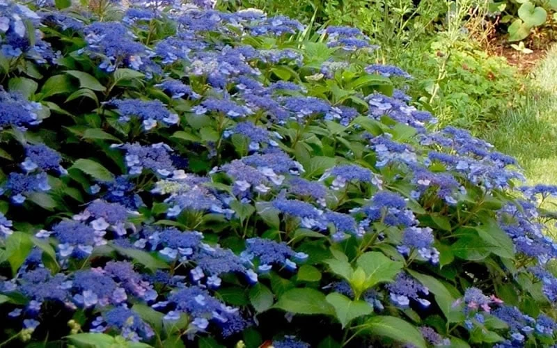 Bluebird Hydrangea - 1 Gallon Pot 6 Bluebird Hydrangea - 1 Gallon Pot - Image 4