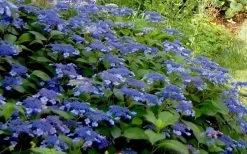 Bluebird Hydrangea - 2 Gallon Pot 9 Bluebird Hydrangea - 2 Gallon Pot -Outdoor Garden Store Hydrangea Bluebird 3 2