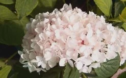 Blushing Bride Endless Summer Hydrangea - 1 Gallon Pot 10 Blushing Bride Endless Summer Hydrangea - 1 Gallon Pot -Outdoor Garden Store Hydrangea Blushing Bride 2 1