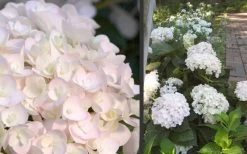 Blushing Bride Endless Summer Hydrangea - 2 Gallon Pot -Outdoor Garden Store Hydrangea Blushing Bride
