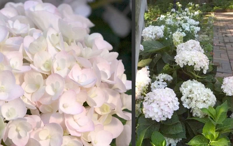 Blushing Bride Endless Summer Hydrangea - 3 Gallon Pot 7 Blushing Bride Endless Summer Hydrangea - 3 Gallon Pot - Image 5