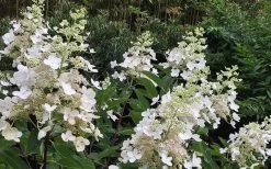 Kyushu Hydrangea - 3 Gallon Pot 17 Kyushu Hydrangea - 3 Gallon Pot -Outdoor Garden Store Hydrangea Chantilly Lace 1