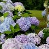 Dear Dolores Hydrangea - 1 Gallon Pot -Outdoor Garden Store Hydrangea Dear Delores 500x750 2
