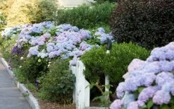 Dear Dolores Hydrangea - 1 Gallon Pot -Outdoor Garden Store Hydrangea Dear Dolores Garden Planting 1