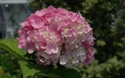 Dear Dolores Hydrangea - 1 Gallon Pot -Outdoor Garden Store Hydrangea Dear Dolores Pink 1