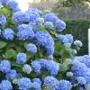 Endless Summer Hydrangea Original - 3 Gallon Pot 2 Endless Summer Hydrangea Original - 3 Gallon Pot -Outdoor Garden Store Hydrangea Endless Summer 500x750 1