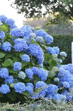 Endless Summer Hydrangea Original - 1 Gallon Pot