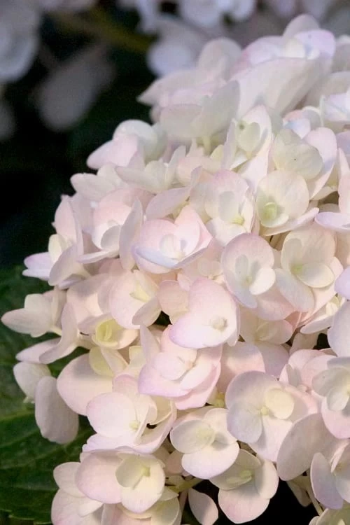 Blushing Bride Endless Summer Hydrangea - 1 Gallon Pot 3 Blushing Bride Endless Summer Hydrangea - 1 Gallon Pot