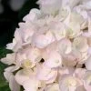Blushing Bride Endless Summer Hydrangea - 3 Gallon Pot 2 Blushing Bride Endless Summer Hydrangea - 3 Gallon Pot -Outdoor Garden Store Hydrangea Endless Summer Blushing Bride 500x750 3