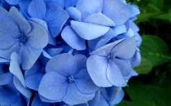 Endless Summer Hydrangea Original - 3 Gallon Pot -Outdoor Garden Store Hydrangea Endless Summer Closeup 2
