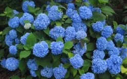 Endless Summer Hydrangea Original - 1 Gallon Pot 13 Endless Summer Hydrangea Original - 1 Gallon Pot -Outdoor Garden Store Hydrangea Endless Summer Closeup 3 1
