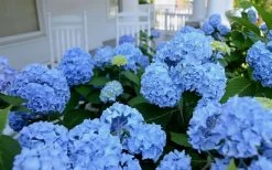 Nikko Blue Hydrangea - 1 Gallon Pot 12 Nikko Blue Hydrangea - 1 Gallon Pot -Outdoor Garden Store Hydrangea Glory Blue Shrub 2
