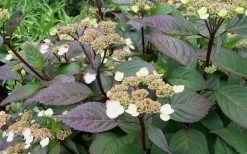 Lady In Red Hydrangea - 3 Gallon Pot -Outdoor Garden Store Hydrangea Lady In Red Budded