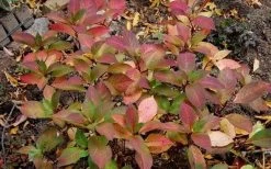 Lady In Red Hydrangea - 3 Gallon Pot -Outdoor Garden Store Hydrangea Lady In Red Fall Foliage Leaf Color