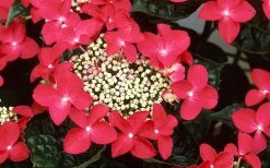 Lady In Red Hydrangea - 3 Gallon Pot -Outdoor Garden Store Hydrangea Lady In Red Flower Closeup