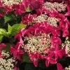 Lady In Red Hydrangea - 3 Gallon Pot -Outdoor Garden Store Hydrangea Lady in Red 500x750 1
