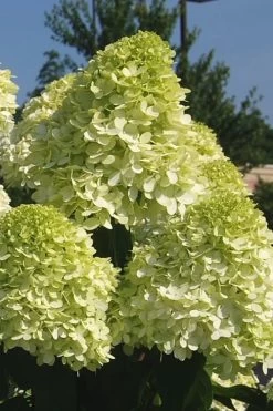 Limelight PeeGee Hydrangea - 3 Gallon Pot -Outdoor Garden Store Hydrangea Limelight 101 1