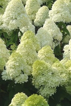 Limelight PeeGee Hydrangea - 2.5 Gallon Pot 17 Limelight PeeGee Hydrangea - 2.5 Gallon Pot -Outdoor Garden Store Hydrangea Limelight 107 2