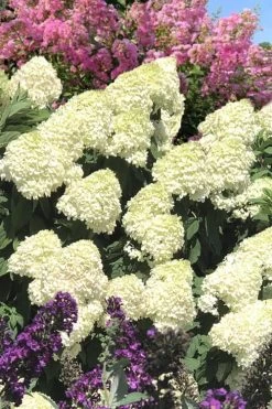 Limelight PeeGee Hydrangea - 2.5 Gallon Pot 19 Limelight PeeGee Hydrangea - 2.5 Gallon Pot -Outdoor Garden Store Hydrangea Limelight 110 2