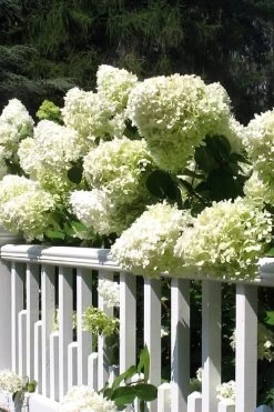 Limelight PeeGee Hydrangea - 3 Gallon Pot -Outdoor Garden Store Hydrangea Limelight 21 1