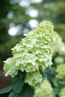 Limelight Prime Hydrangea - 2 Gallon Pot 13 Limelight Prime Hydrangea - 2 Gallon Pot -Outdoor Garden Store Hydrangea Limelight Prime 1 1