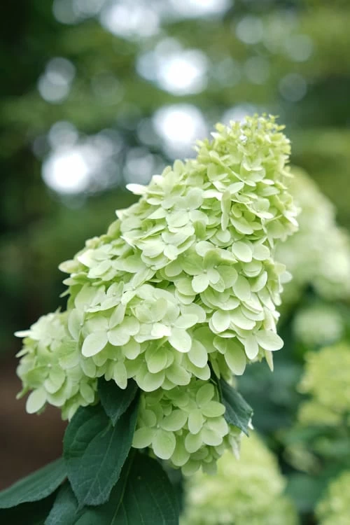 Limelight Prime Hydrangea - 2 Gallon Pot 8 Limelight Prime Hydrangea - 2 Gallon Pot - Image 6