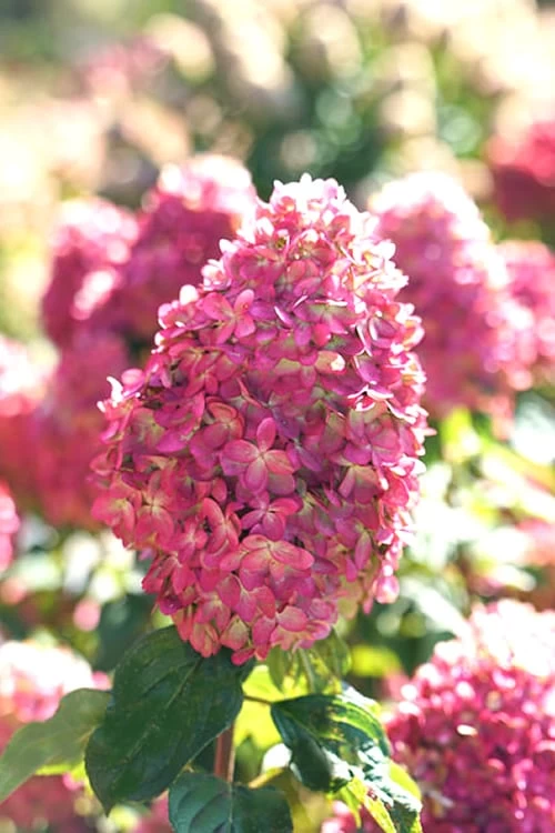 Limelight Prime Hydrangea - 2 Gallon Pot 3 Limelight Prime Hydrangea - 2 Gallon Pot