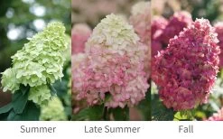 Limelight Prime Hydrangea - 2 Gallon Pot 11 Limelight Prime Hydrangea - 2 Gallon Pot -Outdoor Garden Store Hydrangea Limelight Prime 6 1
