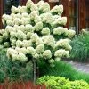 Limelight PeeGee Hydrangea - Single Trunk Topiary Tree - 5 Gallon Pot 1 Limelight PeeGee Hydrangea - Single Trunk Topiary Tree - 5 Gallon Pot -Outdoor Garden Store Hydrangea Limelight Standard Tree Form 2