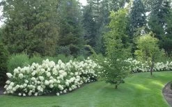 Limelight PeeGee Hydrangea - 3 Gallon Pot -Outdoor Garden Store Hydrangea Limelight hedge natural 1