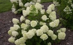 Little Lime Hydrangea - 2 Gallon Pot -Outdoor Garden Store Hydrangea Little Lime 1