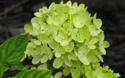 Little Lime Hydrangea - 2 Gallon Pot -Outdoor Garden Store Hydrangea Little Lime