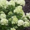 Little Lime Hydrangea - 2 Gallon Pot -Outdoor Garden Store Hydrangea Little Lime 500x750 1