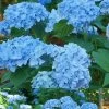 Mini Penny Hydrangea - 2 Gallon Pot 2 Mini Penny Hydrangea - 2 Gallon Pot -Outdoor Garden Store Hydrangea Mini Penny 1