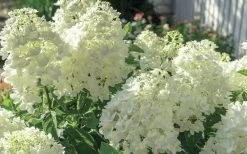 Moon Dance Hydrangea - 3 Gallon Pot 10 Moon Dance Hydrangea - 3 Gallon Pot -Outdoor Garden Store Hydrangea Mood Dance 4