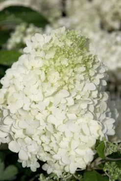 Moon Dance Hydrangea - 3 Gallon Pot 11 Moon Dance Hydrangea - 3 Gallon Pot -Outdoor Garden Store Hydrangea Moon Dance 2