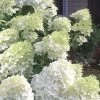 Moon Dance Hydrangea - 3 Gallon Pot 2 Moon Dance Hydrangea - 3 Gallon Pot -Outdoor Garden Store Hydrangea Moon Dance 3