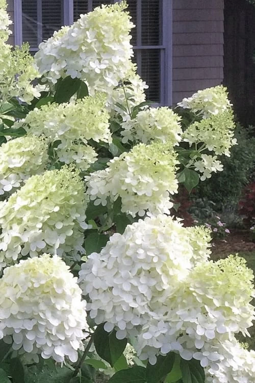 Moon Dance Hydrangea - 3 Gallon Pot 3 Moon Dance Hydrangea - 3 Gallon Pot