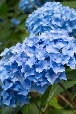 Nikko Blue Hydrangea - 1 Gallon Pot 15 Nikko Blue Hydrangea - 1 Gallon Pot -Outdoor Garden Store Hydrangea Nikko Blue 10