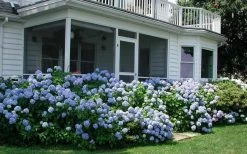 Nikko Blue Hydrangea - 2 Gallon Pot -Outdoor Garden Store Hydrangea Nikko Blue 11 2