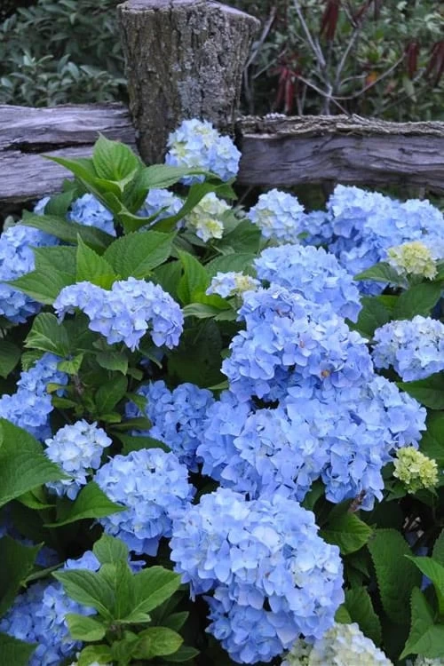 Nikko Blue Hydrangea - 3 Gallon Pot 3 Nikko Blue Hydrangea - 3 Gallon Pot