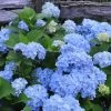 Nikko Blue Hydrangea - 2 Gallon Pot 1 Nikko Blue Hydrangea - 2 Gallon Pot -Outdoor Garden Store Hydrangea Nikko Blue 500x750 3