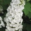 Alice Oakleaf Hydrangea - 3 Gallon Pot 1 Alice Oakleaf Hydrangea - 3 Gallon Pot -Outdoor Garden Store Hydrangea Oakleaf Alice 3