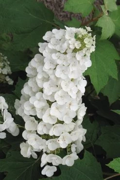 Alice Oakleaf Hydrangea - 3 Gallon Pot 21 Alice Oakleaf Hydrangea - 3 Gallon Pot -Outdoor Garden Store Hydrangea Oakleaf Alice 4