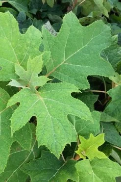 Alice Oakleaf Hydrangea - 3 Gallon Pot 17 Alice Oakleaf Hydrangea - 3 Gallon Pot -Outdoor Garden Store Hydrangea Oakleaf Alice 5