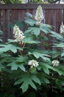 Alice Oakleaf Hydrangea - 3 Gallon Pot 20 Alice Oakleaf Hydrangea - 3 Gallon Pot -Outdoor Garden Store Hydrangea Oakleaf Alice 6