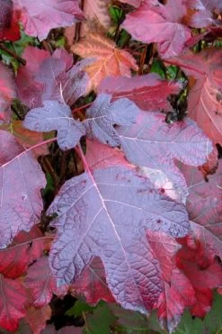 Alice Oakleaf Hydrangea - 3 Gallon Pot 16 Alice Oakleaf Hydrangea - 3 Gallon Pot -Outdoor Garden Store Hydrangea Oakleaf Alice 7